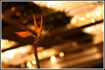 IMG_9736