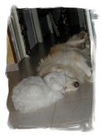 Perro yGato2 (2)