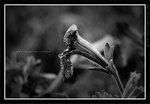 060311_bw001