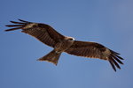 _P1B3417 - Version 2R