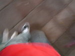�ڸ�kaho�} :}