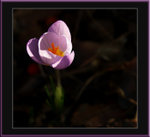 Flower2