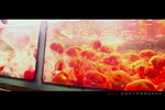 081_resize