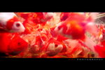 082_resize
