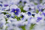 ROB_2455