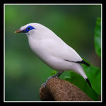 Bali Mynah