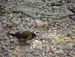 DSCF0878
