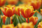 _DSC0088j