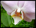 SANY0834 copy