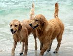 Alpha and his sister