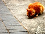 CAT001