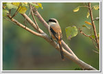 DSC_2933