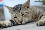 DSC_4483 copy