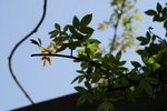 IMG_6139