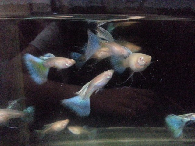 圖檔