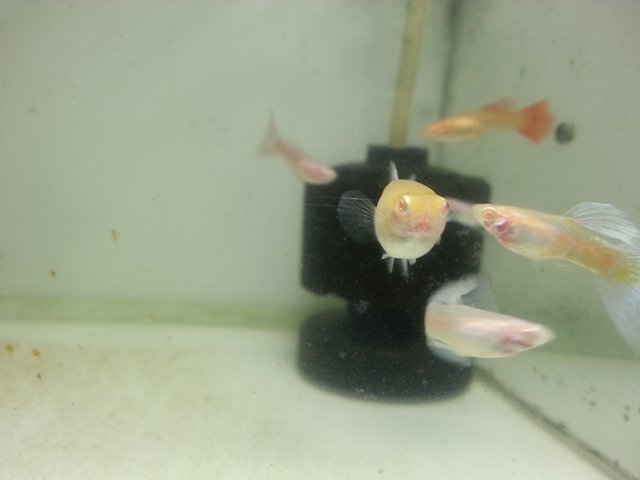 圖檔
